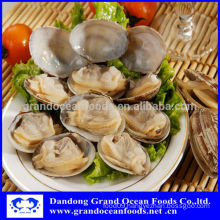 Frozen cooked baby clam in shell